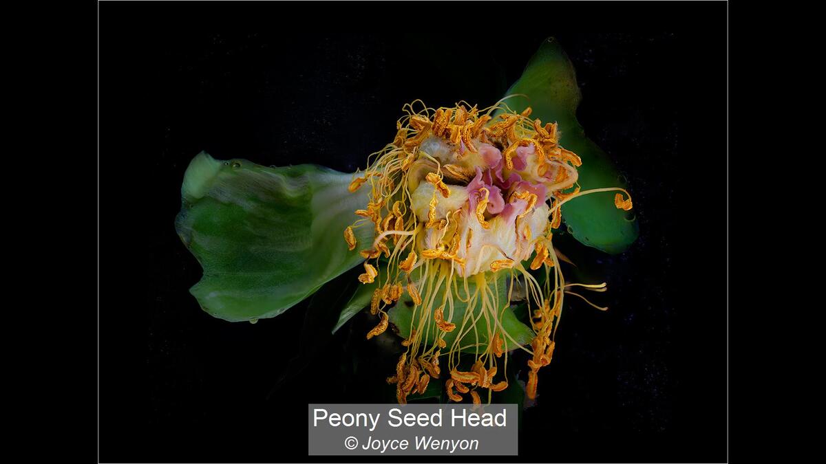 31_Peony Seed Head_Joyce Wenyon